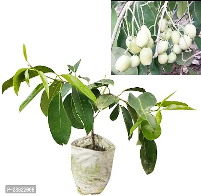 Baishnab  Grafted White Jamun Live Plant CF128 Ja