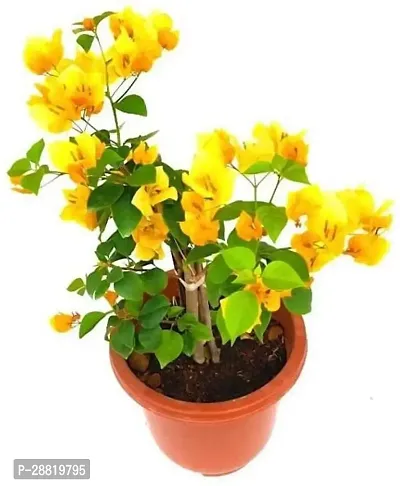 Baishnab  Bougainvillea Yellow plant with pot Bouga-thumb0