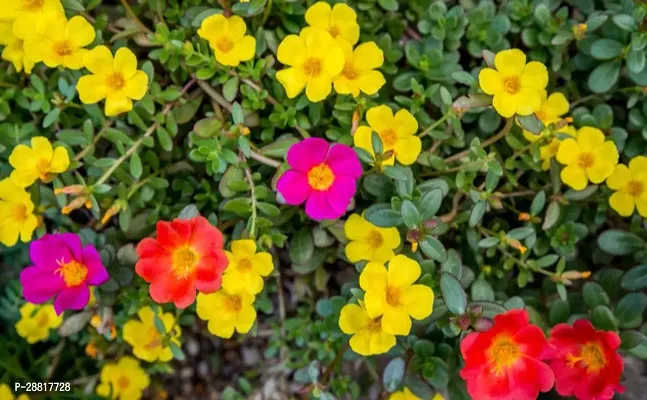 Baishnab  Portulaca Flower Plant P0005 Portulaca Pl-thumb0