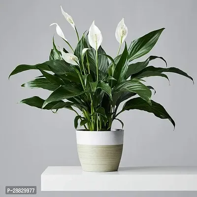 Baishnab  Peace Lily Flower Plant P3 Peace Lily P-thumb0