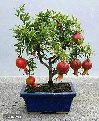 Baishnab  Pomegranate Plant LiveCFA52 Pomegranat-thumb0