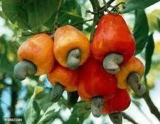 Baishnab  Cashew nut plant CFO481 Cashew Apple P-thumb0