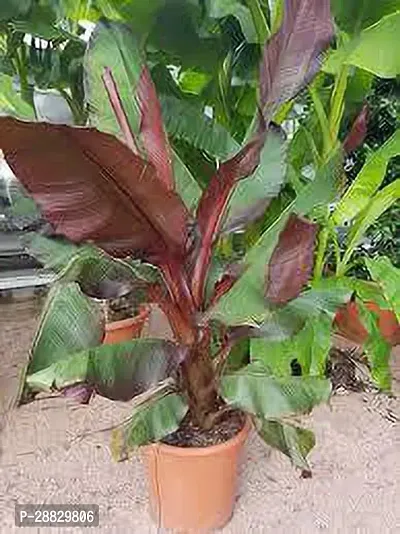 Baishnab  Red Banana Fruit Plant U1 Banana Plant-thumb0