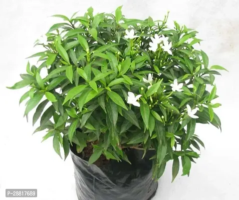 Baishnab  Tagar jasmine plant Jasmine Plant-thumb0