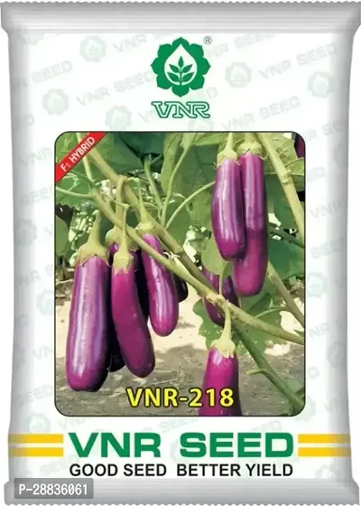 Baishnab Brinjal seeds 10 gm per packet DLKHF151PIECE