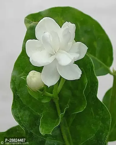 Baishnab  1m11 Jasmine Plant-thumb0