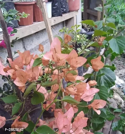 Baishnab  Bougainvillea Plant CF00087 Baugainvill