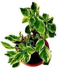 Baishnab Pedilanthus Plant Pedilanthus Plant With Pot-thumb1