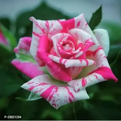 Baishnab  VG  PinkWhite rose Plant Rose Plant