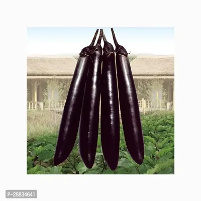 Baishnab Brinjal Seeds 150prpk vgtrBriNj 1604 150 Long Purple150PIECE-thumb0