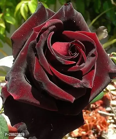 Baishnab  Unique Black Rose Plant CF8003111 Rose-thumb0