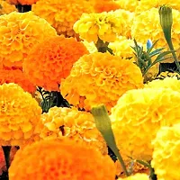 Baishnab Marigold seed jujkMarigold jafri100PIECE-thumb1