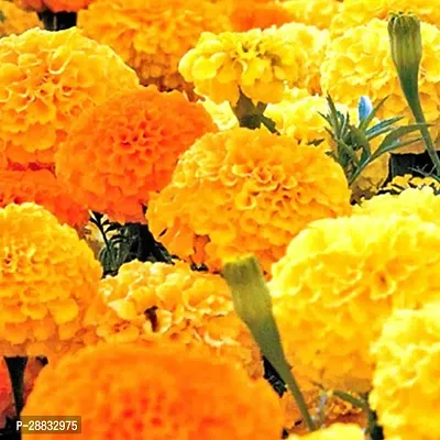 Baishnab Marigold seed jujkMarigold jafri100PIECE-thumb2