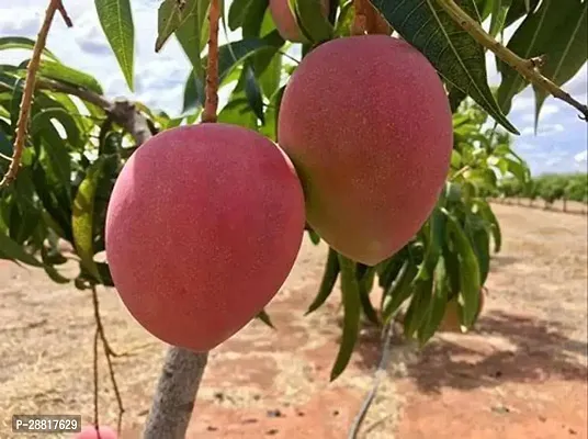 Baishnab  miyazaki mangolive plant Mango Plant-thumb0