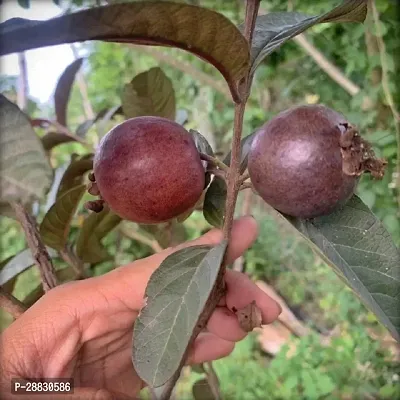 Baishnab  ENDQ345 Guava Plant