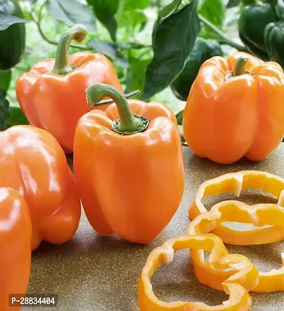 Baishnab capsicum seed mffnCapsicum Orange Seeds Hybrid Bell Pepper Seeds200PIECE