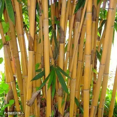 Baishnab Bamboo plant 60seed mc frtYE 21560PIECE-thumb0