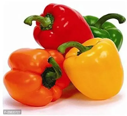 Baishnab Capsicum seed tt 200psIND 7  BEST QUALITY HYBRID HIGH PRODUCTION F1 CAPSICUM MIX SEED OF CAPSICUM HIGH IN TASTE   SHIMLA MIRCH PACK OF 200 SEEDS 100 percent GERMINATION IMPORTED SEED200PIECE