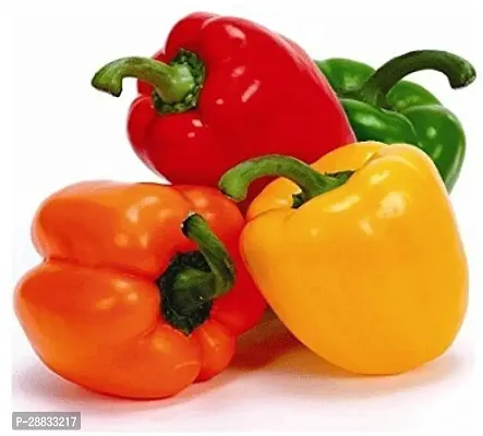 Baishnab Capsicum seed yy 200IND 40   BEST QUALITY HYBRID HIGH PRODUCTION F1 CAPSICUM MIX SEED OF CAPSICUM HIGH IN TASTE   SHIMLA MIRCH PACK OF 200 SEEDS 100 percent GERMINATION IMPORTED SEED PACK OF 150 SEEDS200PIECE