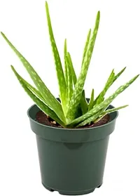 Baishnab Aloe Vera Plant GS000102-thumb1