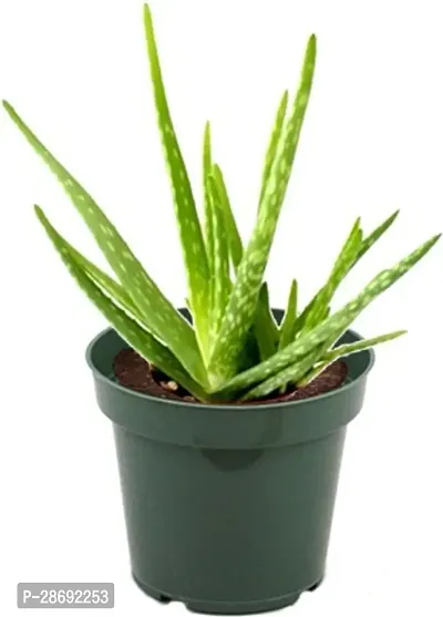 Baishnab Aloe Vera Plant GS000102-thumb2