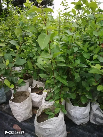 Baishnab Cherry Fruit Plant RR1 Red Cherry Fruit Tree-thumb2