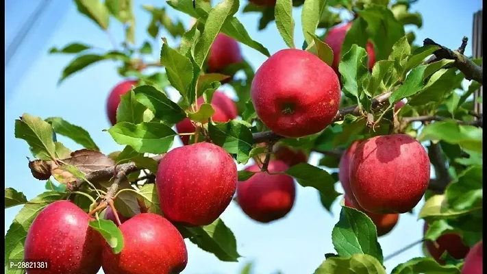 Baishnab  Kashmiri Apple Plant Malay Apple Plant