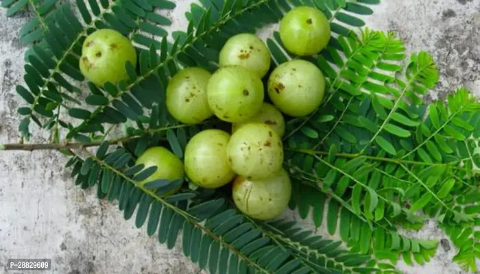 Baishnab  AmlaAmlaki Fruit Plant A16 Amla Plant-thumb0