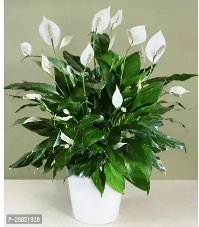 Baishnab  PlantsPoint872 Peace Lily Plant-thumb0