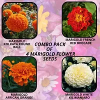 Baishnab 4 ITEM 250PS MC4 MARIGOLD FLOWER SEEDS ROUNDBALLFRENCH RED BROCADEA ORANGEWHITE250PIECE-thumb2