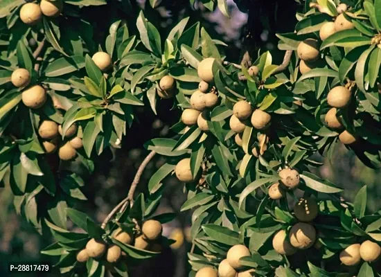 Baishnab  Chiku Plant 50 Chiku Plant-thumb0