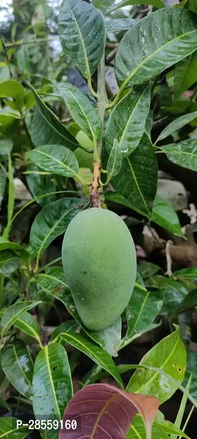 Baishnab Mango Plant Thai all time sweetmango plant