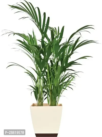 Baishnab Areca Palm-thumb0