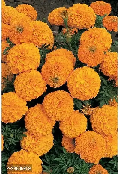 Baishnab gandha seeds 45 per packetbrtdsng8145PIECE-thumb0