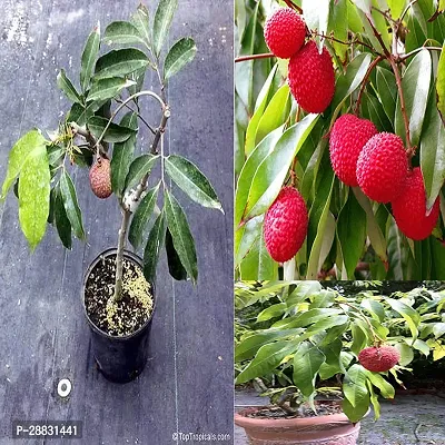 Baishnab  Litchi Plant 4410 Litchi Plant-thumb0