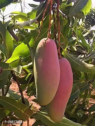 Baishnab  Banana mango plant 01 Mango Plant