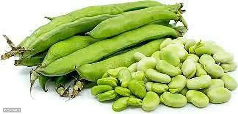 Baishnab Sem seed 50 per packet rbFlat Lima Bean Phaseolus Lunatus Sem Bakla Hurulee Kai Vegetable Seed50PIECE-thumb0