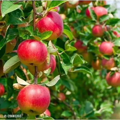 Baishnab Apple Plant Live Red Apple Plant Grafted-thumb0