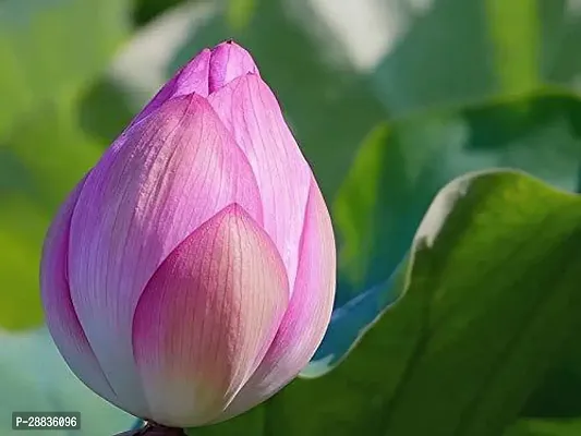 Baishnab Pink Lotus seed 10ps kRare pink Lotus flower Seeds10PIECE-thumb2