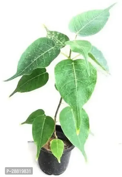 Baishnab  Peepal tree Ficus Plant-thumb0