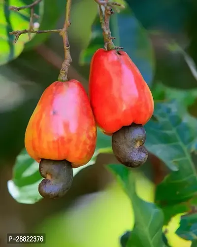 Baishnab  kaju badam plant Almond Plant