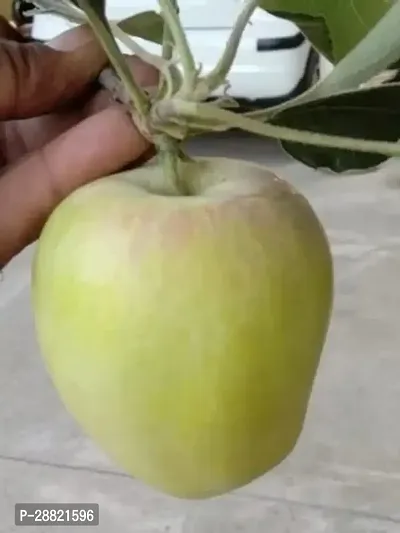 Baishnab  Click apple plant Elephant Apple Plant