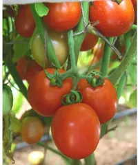 Baishnab Tomato seed 5r 50psPN Tamoto 2550PIECE-thumb2