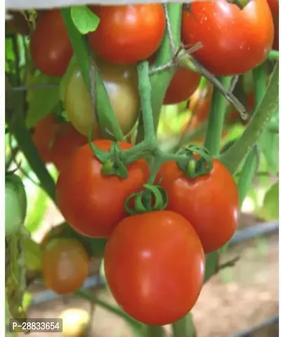 Baishnab Tomato seed 5r 50psPN Tamoto 2550PIECE-thumb3