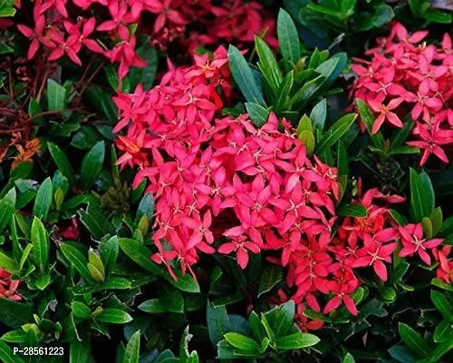 Baishnab Ixora Mini Pink Flowering Plant Greenhouse stock-thumb0