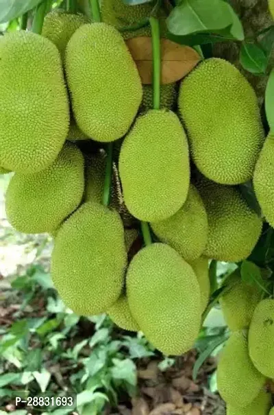 Baishnab  Jack Fruit jf18 Jack Fruit Plant