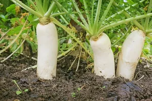 Baishnab Mulo seed 2000ps fI B F1 Hybrid Himani Radish Seeds2000PIECE-thumb2