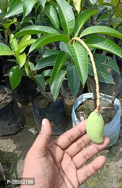 Baishnab Mango Plant All Time Mango Dwarfs Plant-thumb0