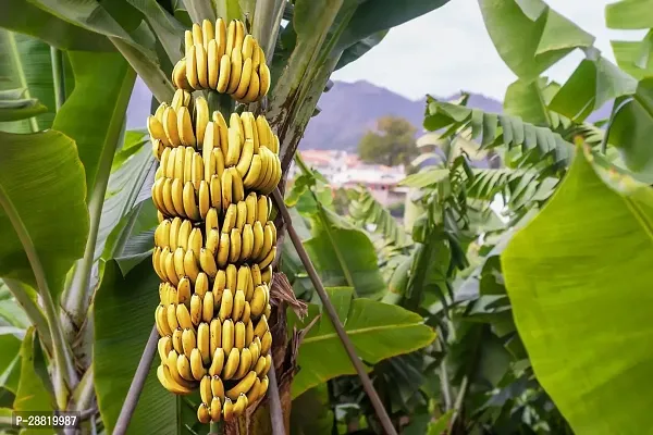 Baishnab  G9 Banana Banana Plant