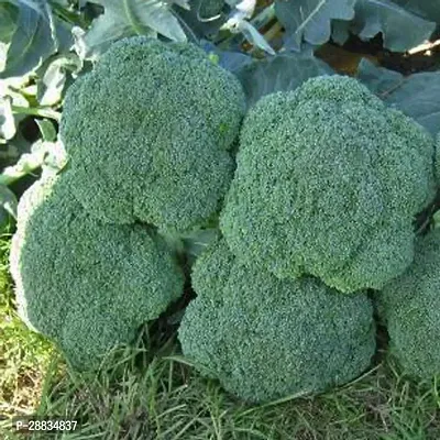 Baishnab Brocoli gy mc 50 psBroccoli F1 Hybrid Seeds50PIECE